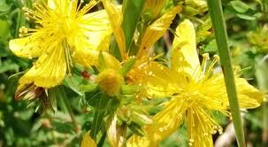 Attēlu rezultāti vaicājumam “Hypericum perforatum flower”