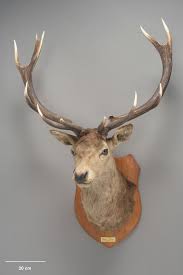 Attēlu rezultāti vaicājumam “Cervus elaphus”