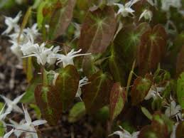 Attēlu rezultāti vaicājumam “Enteridium olivaceum young”