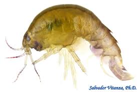 Attēlu rezultāti vaicājumam “Amphipoda”