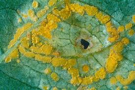 Attēlu rezultāti vaicājumam “Melampsora magnusiana”