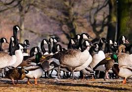 Attēlu rezultāti vaicājumam “Branta canadensis”