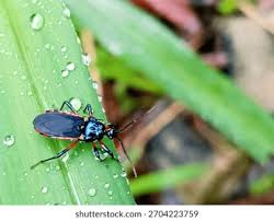 Attēlu rezultāti vaicājumam “Rhynocoris annulatus”