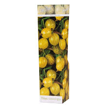 Attēlu rezultāti vaicājumam “Ribes uva-crispa fruit”