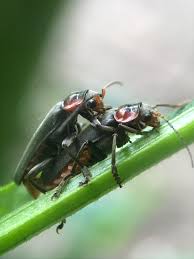 Attēlu rezultāti vaicājumam “Cantharis fusca”
