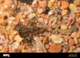 Attēlu rezultāti vaicājumam “Heptagenia sulphurea female”