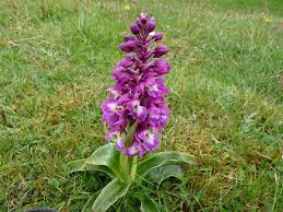 Attēlu rezultāti vaicājumam “Orchis mascula”