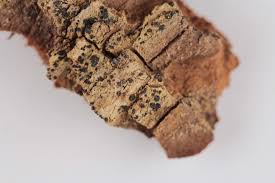 Attēlu rezultāti vaicājumam “Bacidia subincompta”