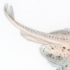 Image result for Leucoraja erinaceus