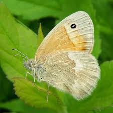 Attēlu rezultāti vaicājumam “Coenonympha tullia”