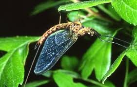 Attēlu rezultāti vaicājumam “Aphrophoridae imago”