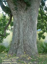 Attēlu rezultāti vaicājumam “Populus x lettland”