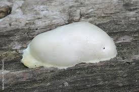 Attēlu rezultāti vaicājumam “Reticularia lycoperdon young”