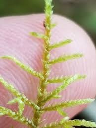 Attēlu rezultāti vaicājumam “Hylocomiastrum umbratum”