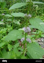 Attēlu rezultāti vaicājumam “Mentha x verticillata leaf”