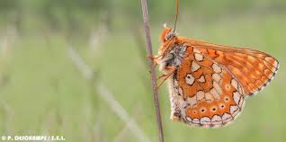 Attēlu rezultāti vaicājumam “Euphydrias aurinia”