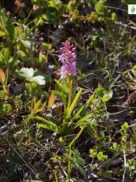 Attēlu rezultāti vaicājumam “Gymnadenia conopsea leaf”