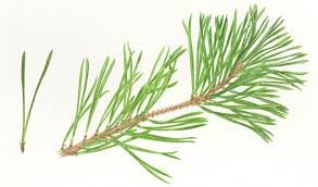Attēlu rezultāti vaicājumam “Pinus sylvestris leaf”