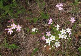 Attēlu rezultāti vaicājumam “Centaurium erythraea bud”