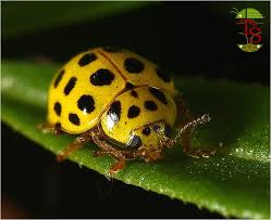 Attēlu rezultāti vaicājumam “Psyllobora vigintiduopunctata”