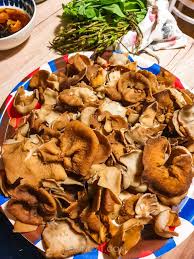 Attēlu rezultāti vaicājumam “Disciotis venosa”