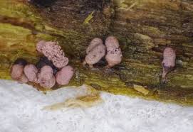 Attēlu rezultāti vaicājumam “Arcyria major”