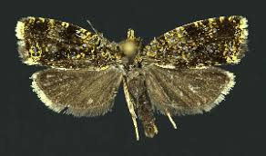 Attēlu rezultāti vaicājumam “Celypha siderana”