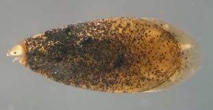 Attēlu rezultāti vaicājumam “Trichia longipalpis spores”