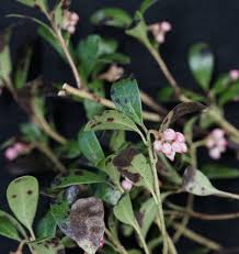 Attēlu rezultāti vaicājumam “Arctostaphylos uva-ursi leaf”