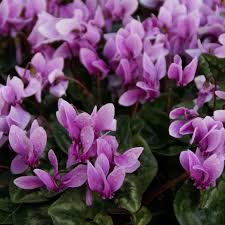 Attēlu rezultāti vaicājumam “Cyclamen hederifolium”