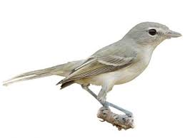 Image result for Vireo philadelphicus