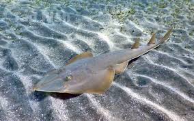 Image result for Rhinobatos rhinobatos