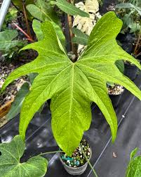 Attēlu rezultāti vaicājumam “Enteridium variabile macro”