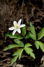 Attēlu rezultāti vaicājumam “Anemone sylvestris leaf”