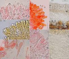 Attēlu rezultāti vaicājumam “Radulomyces confluens”