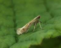 Attēlu rezultāti vaicājumam “Calybites phasianipennella”