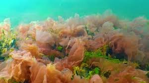 Attēlu rezultāti vaicājumam “Ceramium sp.”