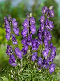 Image result for Aconitum napellus