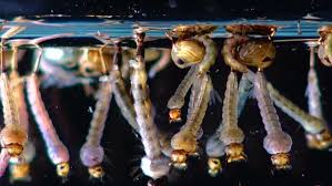 Attēlu rezultāti vaicājumam “Culex pipiens larva”