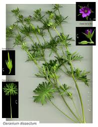 Attēlu rezultāti vaicājumam “Geranium dissectum fruit”