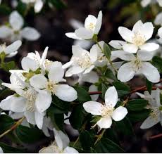 Attēlu rezultāti vaicājumam “Philadelphus lemoinei flower”