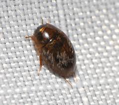 Attēlu rezultāti vaicājumam “Enochrus affinis”