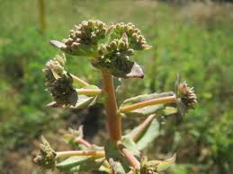 Attēlu rezultāti vaicājumam “Hylotelephium telephium bud”