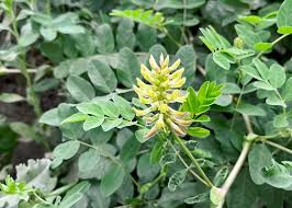 Attēlu rezultāti vaicājumam “Astragalus glycyphyllos”