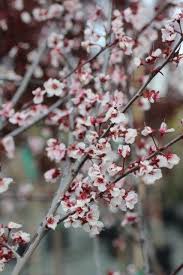 Attēlu rezultāti vaicājumam “Prunus cerasifera var. divaricata flower”