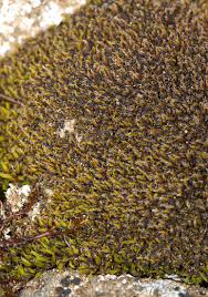 Attēlu rezultāti vaicājumam “Schistidium dupretii”