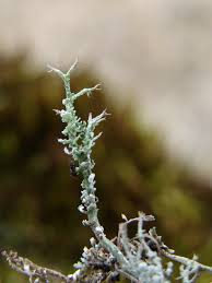 Attēlu rezultāti vaicājumam “Cladonia squamosa”