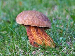 Attēlu rezultāti vaicājumam “Boletus luridus”