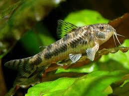 Attēlu rezultāti vaicājumam “Choerades sp.”