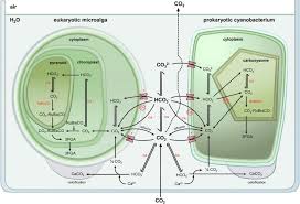 Attēlu rezultāti vaicājumam “Gloeocapsa rupestris”